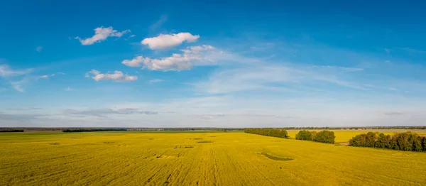 Landscape Shot Drone Agricultural Field Rapeseed Blooming Countryside Beautiful Evening — Φωτογραφία Αρχείου