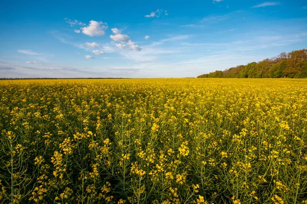Field Blooming Rapeseed Bright Sky Background Evening Agricultural Farmers Field — Photo