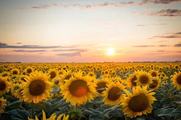 Gül günbatımında ayçiçeği tarlası. Güzel çiçekler, üzerlerinde güneş parıldıyor, renkli gökyüzü, ufukta güneş var..
