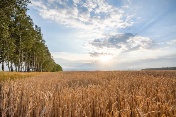 Field Ripe Rye Late Summer Row Birch Trees Beautiful Sky — Foto Stock