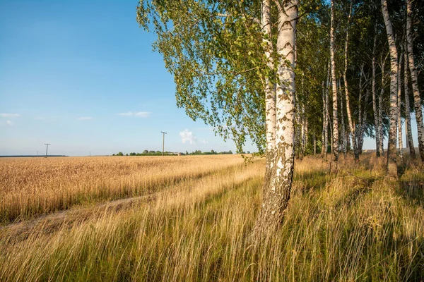Sıcak yaz günü, açık mavi gökyüzü, parlayan güneş. Toprak yola yakın bir sıra huş ağacı ve tahıl bitkisi tarlası..