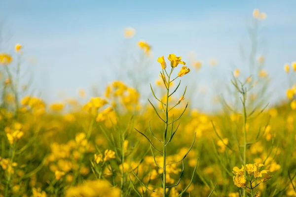 Close Shot Blooming Rapeseed Big Agricultural Field Oil Plant While — Photo