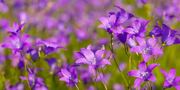 Цветущее Летнее Поле Покрытое Фиолетовыми Цветами Колокола Широкоэкранный Пейзаж Красочный — стоковое фото