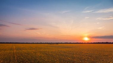 Landscape of blooming sunflowers in the evening with a setting sun in the background. Rural landscape of agricultural field of sunflowers