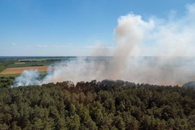 Starting forest fire. Huge amount of smoke over the pine forest in the countryside
