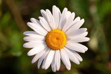 Chamomile in the meadow, view from the top, beautiful structure of the flower. Medical plant, white and yellow colours.
