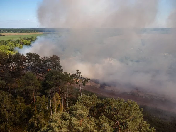 Сосновий Ліс Біля Спалюваних Сміттєзвалищ Уражених Вогнем Димом Екологічна Проблема — стокове фото