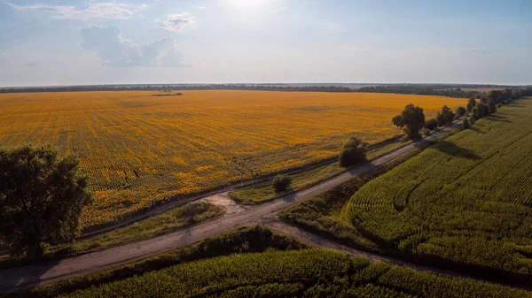 Aerial View Road Corn Sunflower Fields Countryside Evening Photo Agricultural — Φωτογραφία Αρχείου