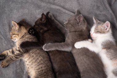 Family of different coloured kittens sleeping on gray plaid on the bed. Four small cats laying in funny way, hugging each other and having a rest