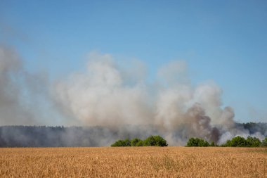 Field of wheat and forest fire with much smoke at the background. Concept of wild fire