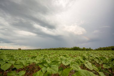 Gray rainy clouds over the field of small sunflowers. Agricultural field at Spring