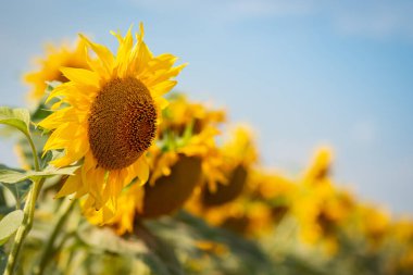 Close-up shot of sunflowers growing in rows at day. Bright blooming sunflowers in the field