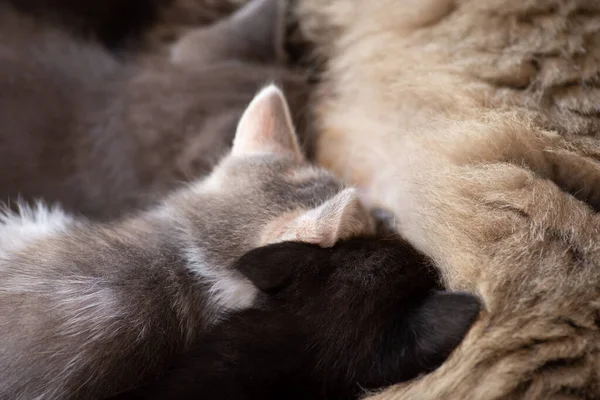 Mother Cat Nursing Little Kittens Adorable Small Kittens Close — Fotografia de Stock