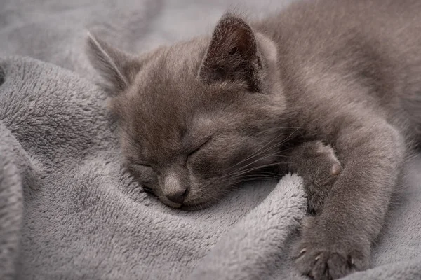 Little gray kitten sleeping on gray plaid. Adorable small kitten sleeping