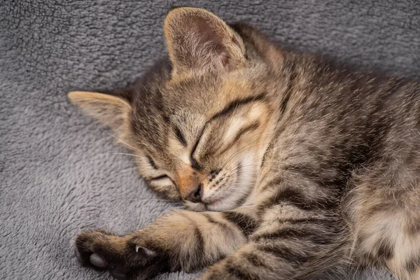 Adorable Little Kitten Sleeping Gray Plaid Striped Female Small Cat — Stock Fotó
