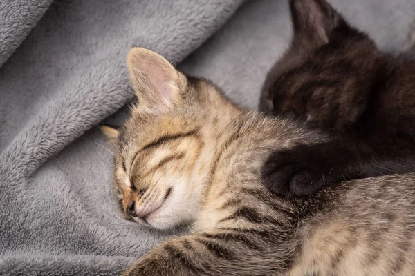 Two Brother Sister Kittens Sleeping Gray Plaid Beautiful Fluffy Kittens — Stockfoto