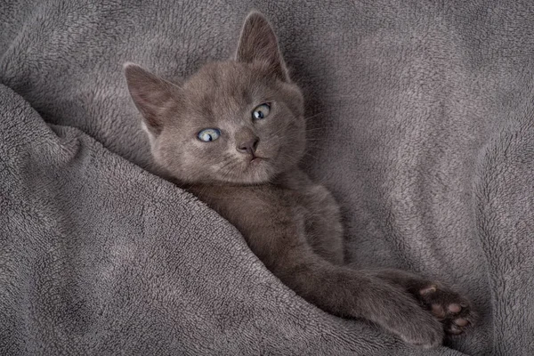 Gray sleepy kitten looking to the camera after long hours of sleeping. Beautiful purebred cat covered with gray plaid doesn't want to be disturbed