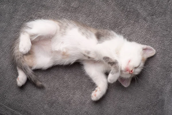 Adorable White Kitten Sleeping Gray Plaid Beautiful Newborn Kitten Sleeps — Fotografia de Stock