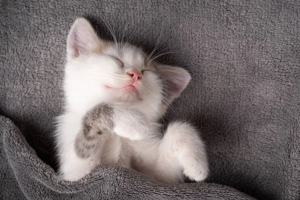 White kitten sleeps in funny way covered with gray blanket. Adorable kitten having a rest on gray plaid