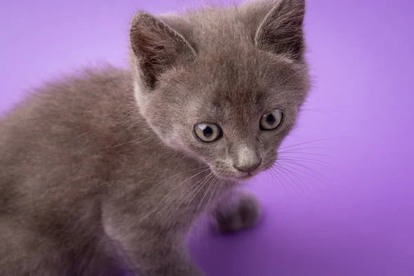 Beautiful Gray Cat Violet Background Purebred Domestic Cute Cat — Zdjęcie stockowe