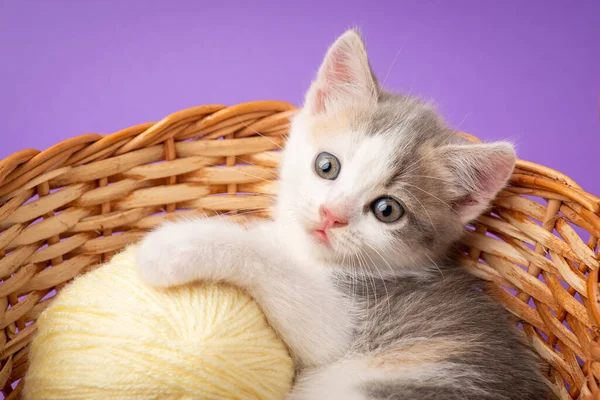 Adorale Little Kitten Big Ball Thread Basket Studio Shot Beautiful — Zdjęcie stockowe