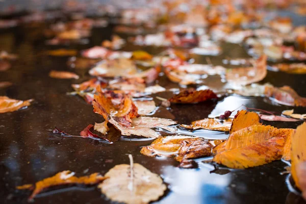 Autumn red and yellow leaves in the street puddle. Rainy weather, trees throw off the leaves preparing for winter.
