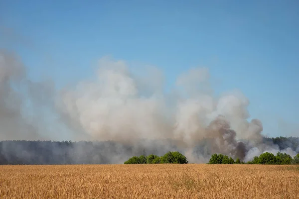 Поле Пшениці Лісового Пожежі Великою Кількістю Диму Задньому Плані Концепція — стокове фото