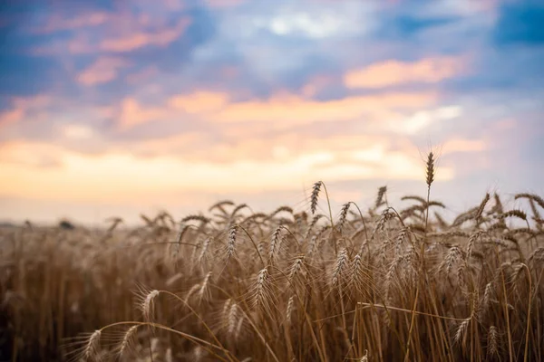 Bright Colorful Landscape Field Ripe Wheat Vibrant Clouds Background Beautiful — ストック写真