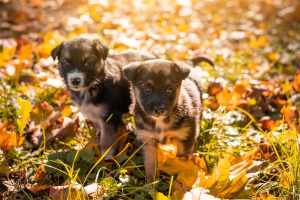 Two Small Puppies Autumn Park Little Dogs Playing Park — Stok fotoğraf