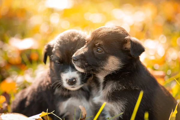 Cute Little Puppies Surrounded Bright Autumn Leaves Two Beautiful Dogs — стоковое фото