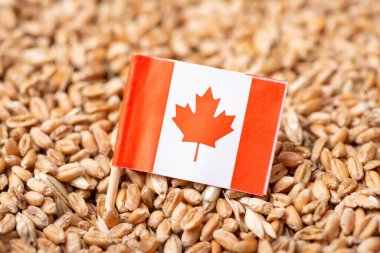 Flag of Canada on wheat. Harvest of wheat in Canada concept