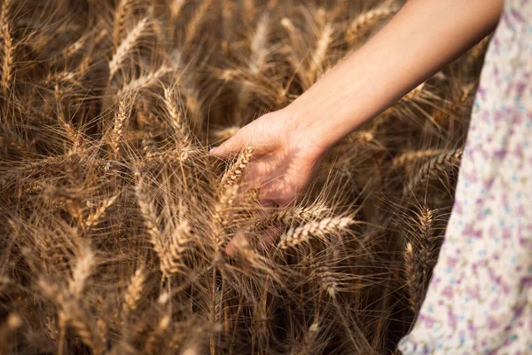 Close Shot Girl Hand Touching Ripe Wheat Spikes Having Walk — Fotografia de Stock
