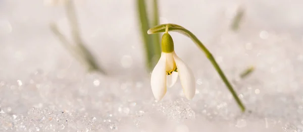 White bright snowdrop flower covered with last snow. Spring concept