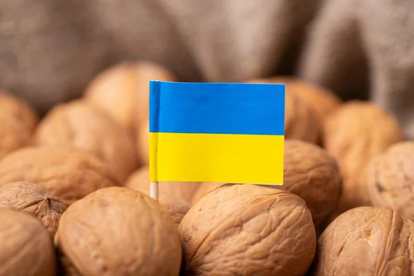 Close Photo Flag Ukraine Walnuts Harvest Walnuts Ukraine — Stok fotoğraf
