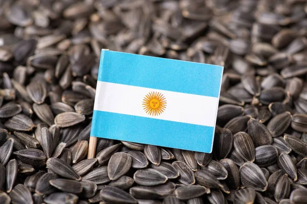 Flag of Argentina on sunflower grain. Concept of growing sunflowers in Argentina