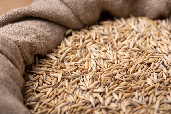 Sack of high-quality oat grain. Concept of oat harvest