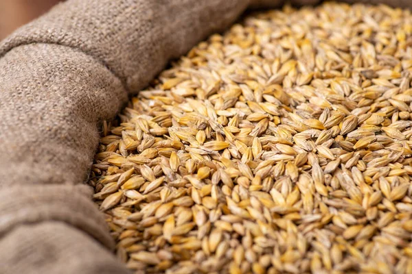 Barley Grains Linen Sack Close Photo Harvested Barley Seeds — 图库照片