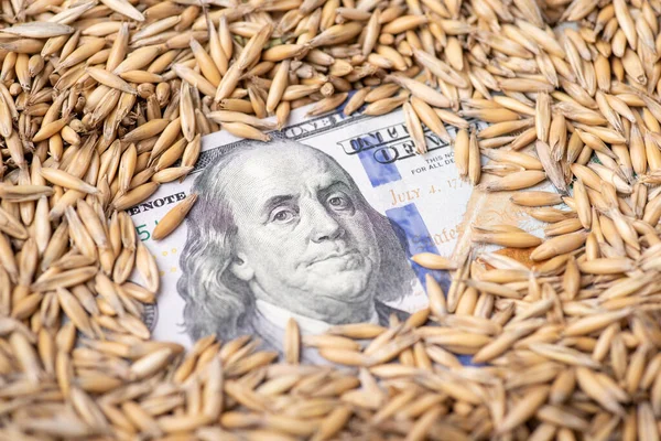 Dollar Money Oat Grain Market Grain Trade Countries Concept — ストック写真