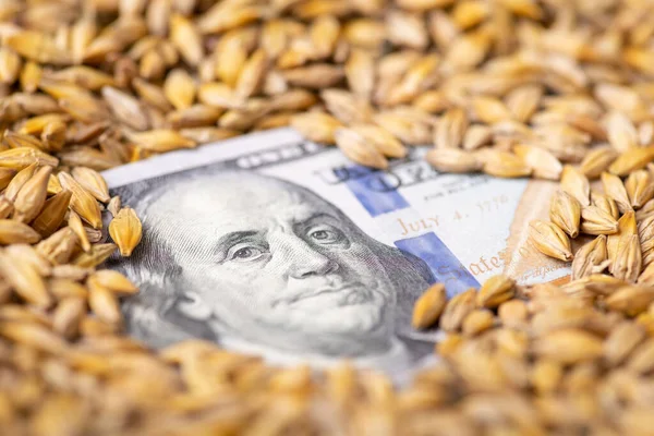 Dollar Bill Barley Grain Price Barley Agribusiness Concept — ストック写真