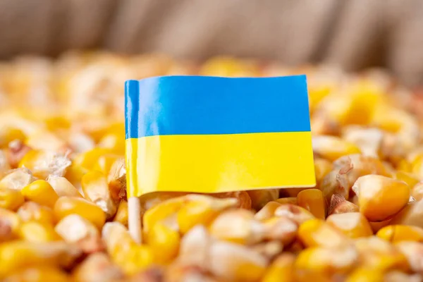 Harvest Corn Ukraine Flag Ukraine Just Harvested Corn Grain Linen — Photo