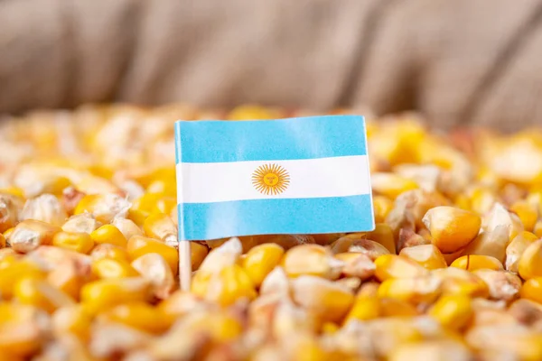 Harvest of corn in Argentina. Flag of Argentina on just harvested corn grain in linen sack