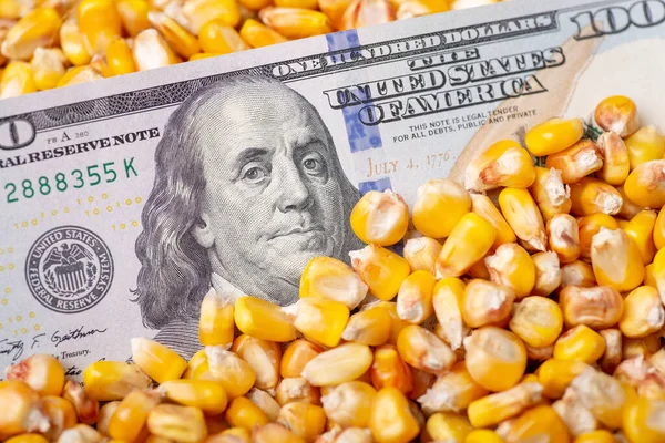 One Hundred Dollar Bill Corn Grain Agribusiness Growing Corn — ストック写真