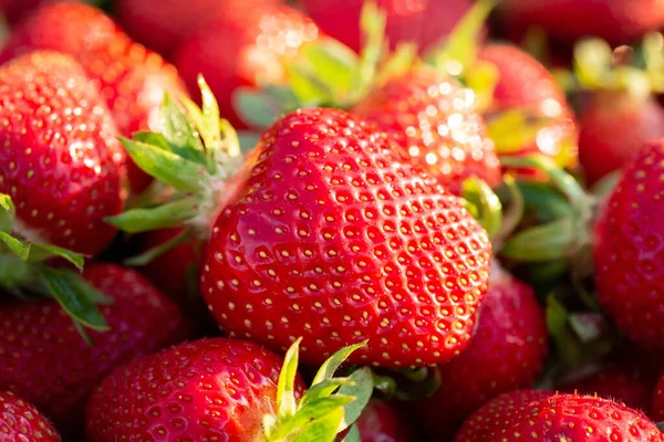 Close Macro Red Ripe Strawberry Small Seeds Sunny Day Many — Fotografia de Stock