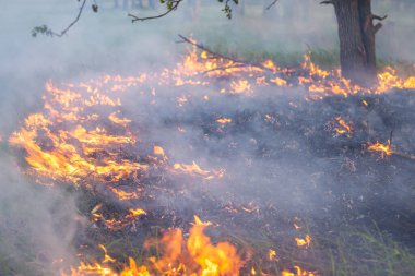 Fire quickly spreading through dry grass in the forest, close-up. Forest fire