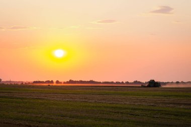 Combine gathering wheat in the field late in the evening with setting sun in the background