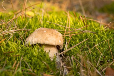 Small porcini mushroom in green moss in spruce forest