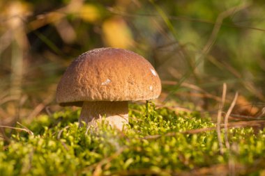 Close-up shot of porcini mushroom grown in moss in spruce forest. Picking mushrooms