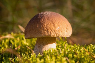 Beautiful brown-headed porcini mushroom in moss lit by bright setting sun. Picking mushrooms