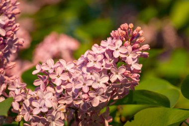 Close-up shot of lilac bush blooming in the countryside. Beautiful pink lilac illuminated by sun rays