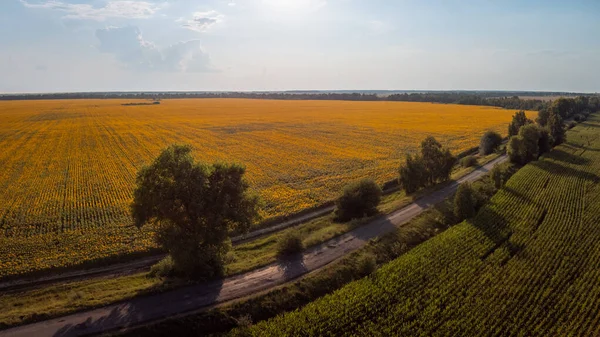 Aerial Photo Road Sunflower Field Corn Field Countryside — Φωτογραφία Αρχείου